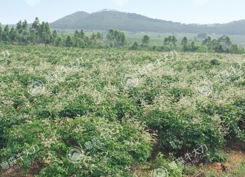 牛大力良種良法-矮化技術